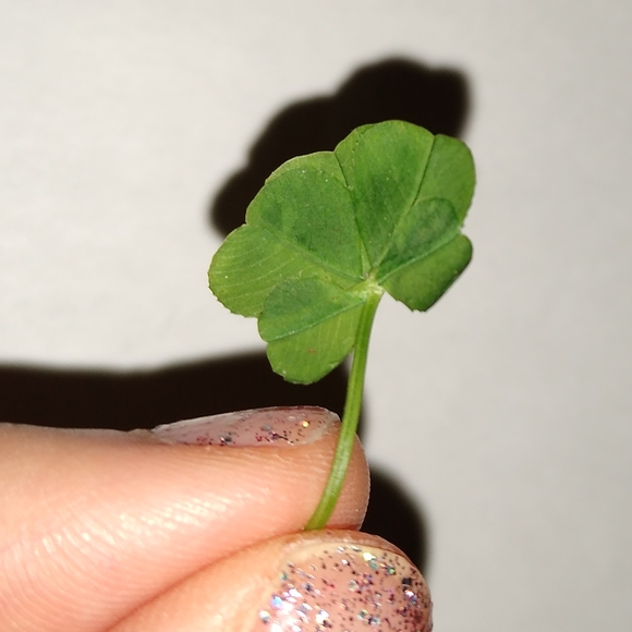 🍀 Real Wild Five 5 Leaf Clover Rare Luck REAL Found 4/26/23 in USA yard Lucky - Picture 8 of 17